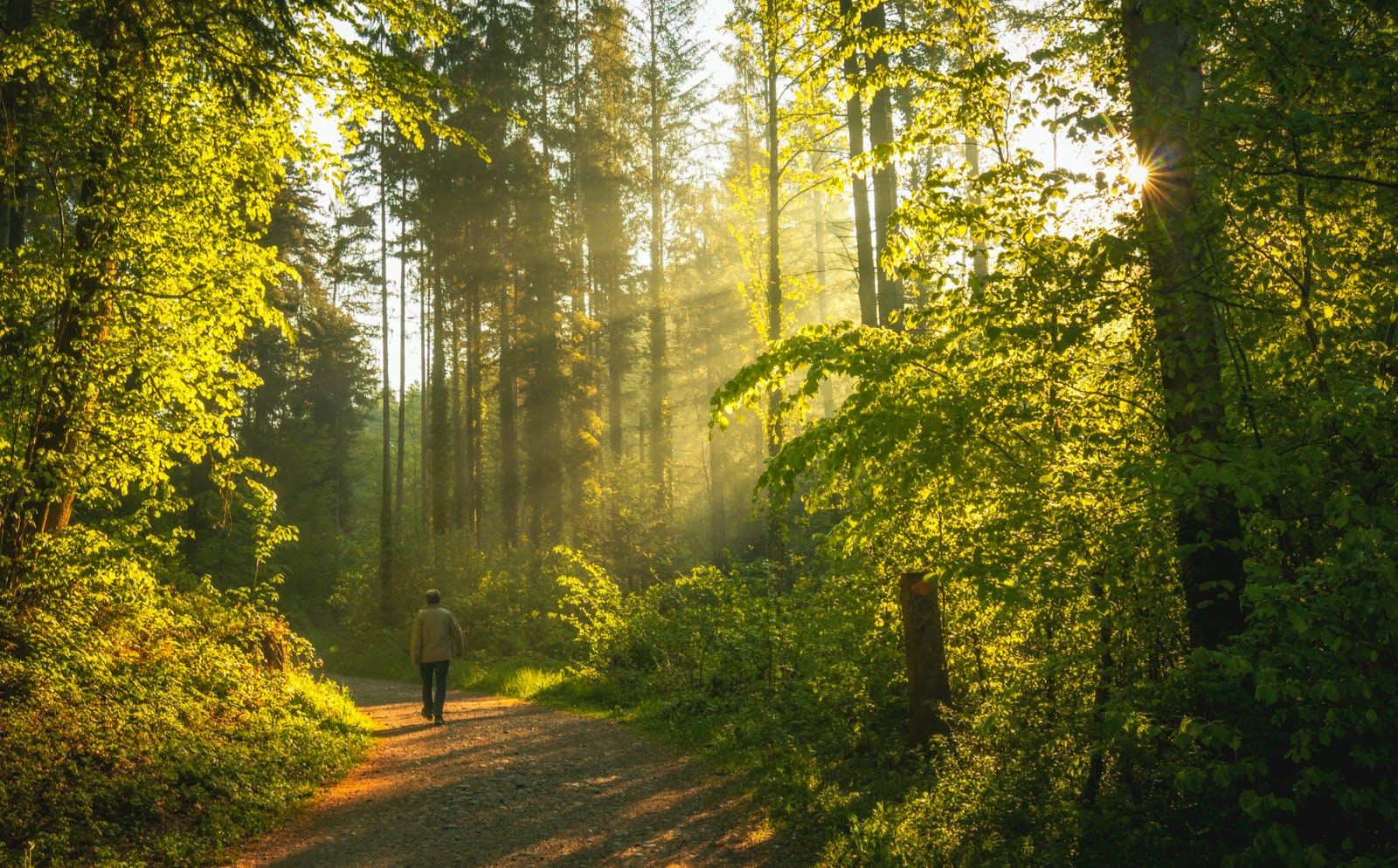 A man walking alone along a sunlit forest path