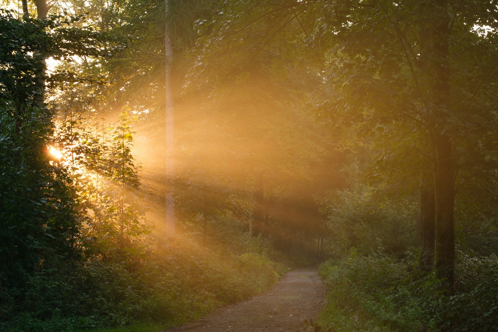 A forest walking path lit by early morning sun