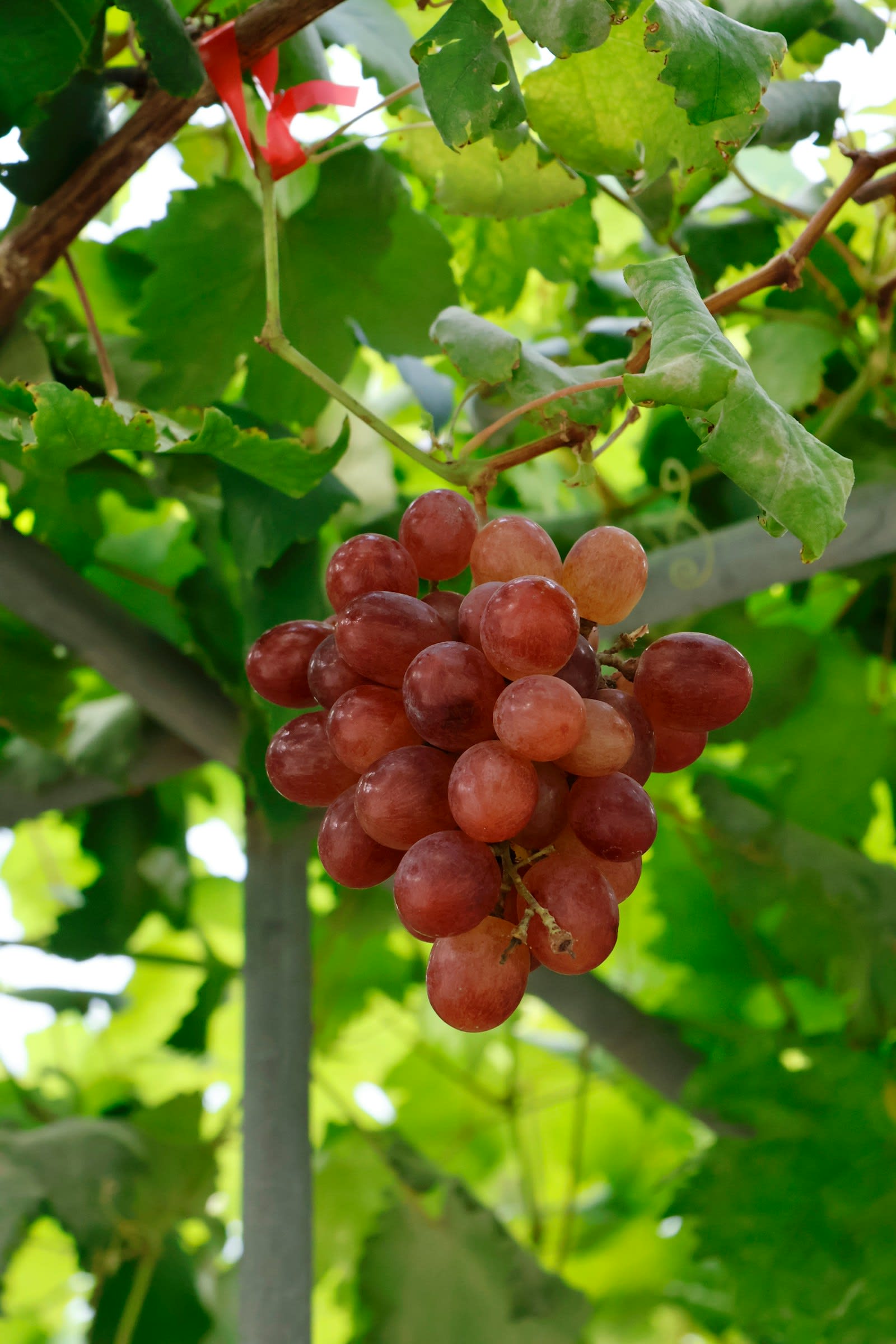 A bunch of ripe red grapes hanging on the vine